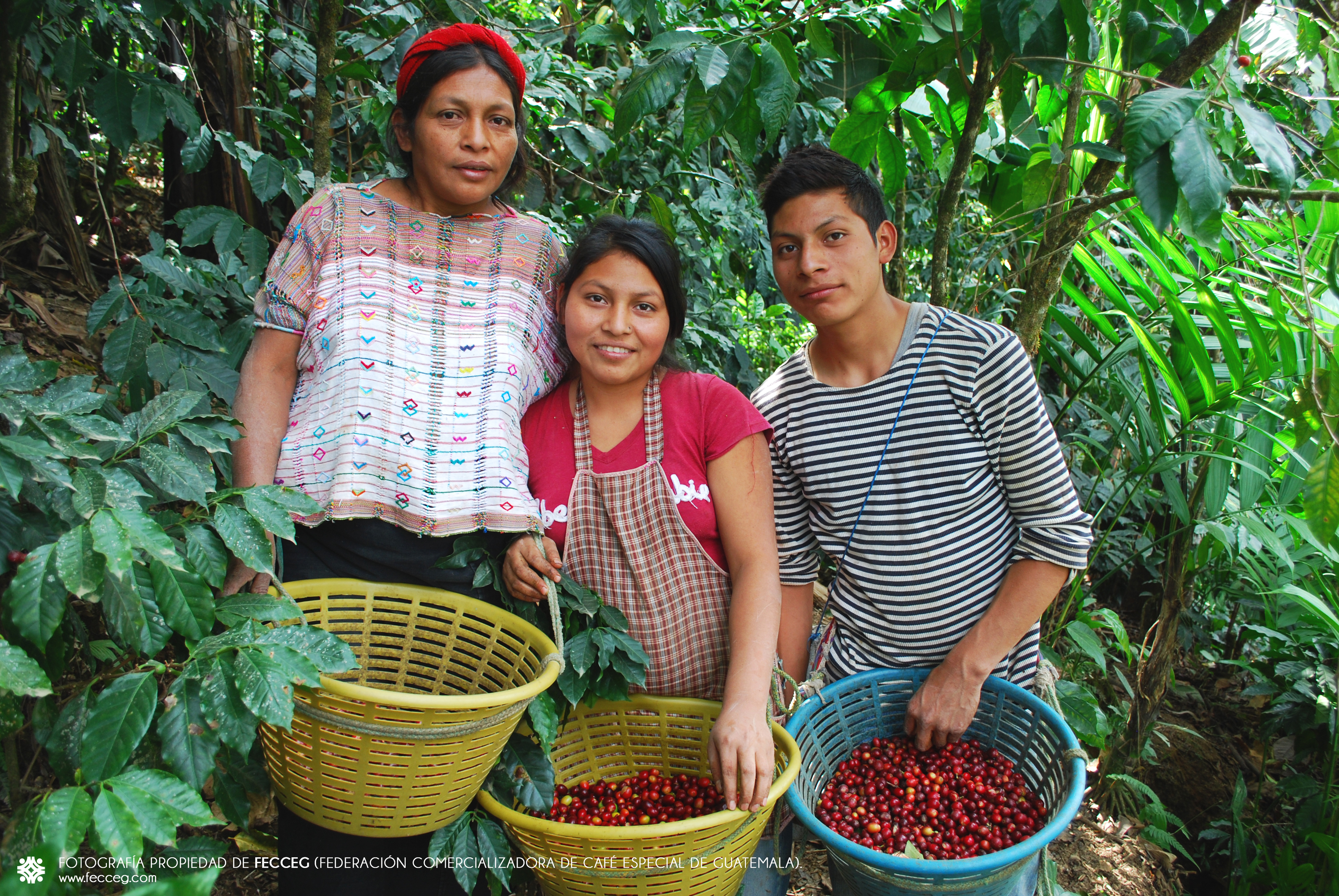 コーヒー生産者